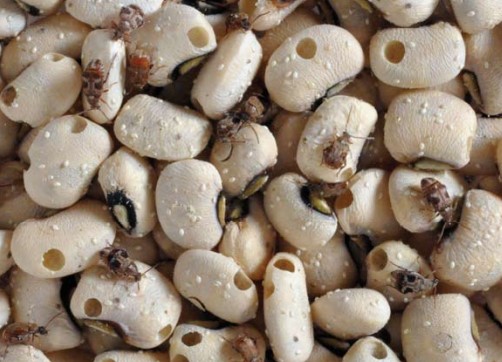 Technology to address pest infestation in Cowpea