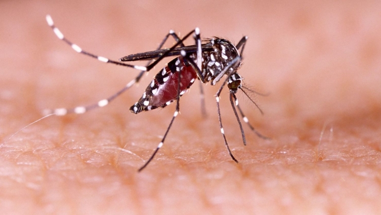 dengue