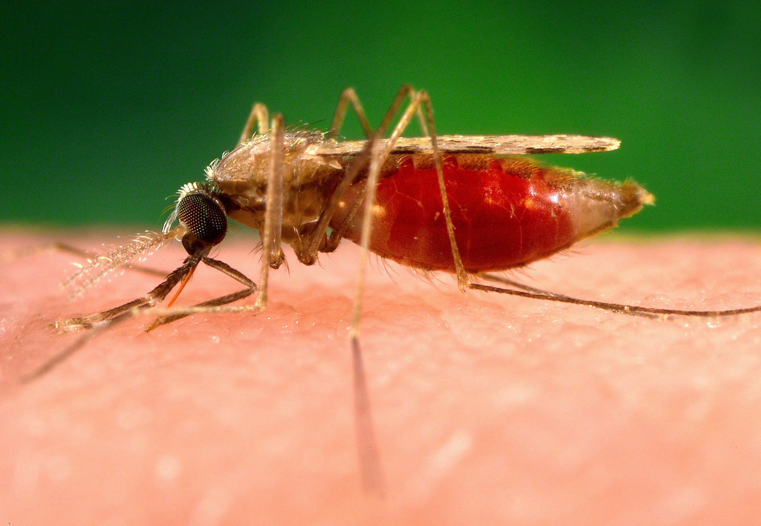 Malaria