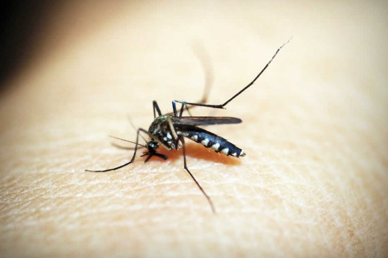 GHS and health partners call for heightened public awareness on Dengue Fever